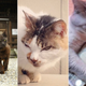 Illustration for article titled Japanese Cats that Look Like Yakuza Are Frighteningly Cute